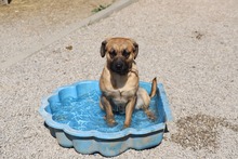 ROMY, Hund, Mischlingshund in Slowakische Republik - Bild 4