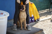 ROMY, Hund, Mischlingshund in Slowakische Republik - Bild 6