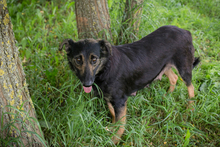 ALANI, Hund, Mischlingshund in Kroatien - Bild 3