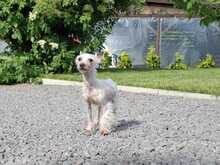 ELLIOT, Hund, Mischlingshund in Slowakische Republik - Bild 1