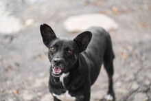 CHELSEY, Hund, Mischlingshund in Bulgarien - Bild 1