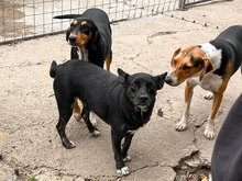 CHELSEY, Hund, Mischlingshund in Bulgarien - Bild 14