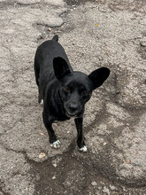 CHELSEY, Hund, Mischlingshund in Bulgarien - Bild 15