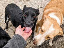 CHELSEY, Hund, Mischlingshund in Bulgarien - Bild 2