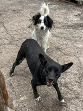 CHELSEY, Hund, Mischlingshund in Bulgarien - Bild 3