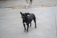 CHELSEY, Hund, Mischlingshund in Bulgarien - Bild 4