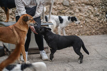 CHELSEY, Hund, Mischlingshund in Bulgarien - Bild 5