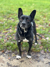 CHELSEY, Hund, Mischlingshund in Remscheid