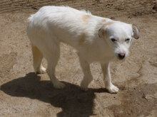 MILVA, Hund, Mischlingshund in Bulgarien - Bild 10