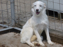 MILVA, Hund, Mischlingshund in Bulgarien - Bild 12