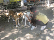 MILVA, Hund, Mischlingshund in Bulgarien - Bild 15