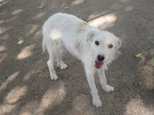 MILVA, Hund, Mischlingshund in Bulgarien - Bild 2