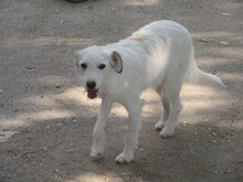 MILVA, Hund, Mischlingshund in Bulgarien - Bild 3