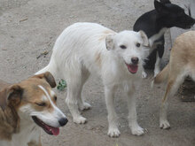 MILVA, Hund, Mischlingshund in Bulgarien - Bild 5