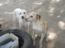 MILVA, Hund, Mischlingshund in Bulgarien - Bild 6