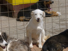 MILVA, Hund, Mischlingshund in Bulgarien - Bild 9