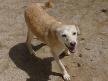 MASHA, Hund, Mischlingshund in Bulgarien - Bild 10