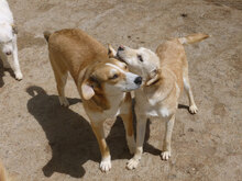 MASHA, Hund, Mischlingshund in Bulgarien - Bild 12