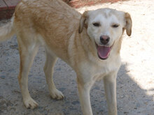 MASHA, Hund, Mischlingshund in Bulgarien - Bild 13