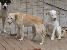 MASHA, Hund, Mischlingshund in Bulgarien - Bild 14