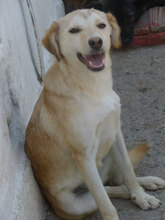 MASHA, Hund, Mischlingshund in Bulgarien - Bild 2