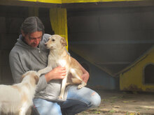 MASHA, Hund, Mischlingshund in Bulgarien - Bild 3