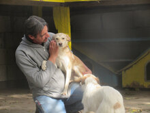 MASHA, Hund, Mischlingshund in Bulgarien - Bild 5