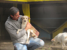 MASHA, Hund, Mischlingshund in Bulgarien - Bild 6