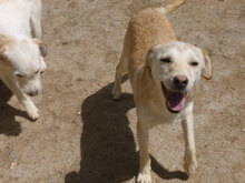 MASHA, Hund, Mischlingshund in Bulgarien - Bild 9