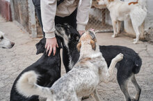 METTA, Hund, Mischlingshund in Bulgarien - Bild 10