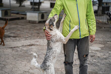 METTA, Hund, Mischlingshund in Bulgarien - Bild 12