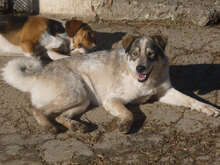 METTA, Hund, Mischlingshund in Bulgarien - Bild 2