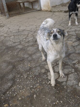 METTA, Hund, Mischlingshund in Bulgarien - Bild 4