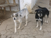 METTA, Hund, Mischlingshund in Bulgarien - Bild 5