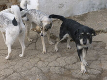 METTA, Hund, Mischlingshund in Bulgarien - Bild 6