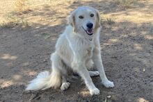 GIADA, Hund, Maremmano-Mix in Italien - Bild 14
