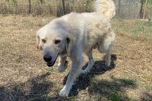 GIADA, Hund, Maremmano-Mix in Italien - Bild 15