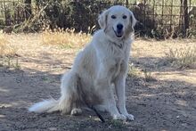 GIADA, Hund, Maremmano-Mix in Italien - Bild 16
