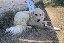 GIADA, Hund, Maremmano-Mix in Italien - Bild 17