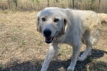 GIADA, Hund, Maremmano-Mix in Italien - Bild 2