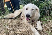 GIADA, Hund, Maremmano-Mix in Italien - Bild 20