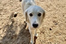 GIADA, Hund, Maremmano-Mix in Italien - Bild 21