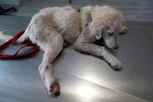GIADA, Hund, Maremmano-Mix in Italien - Bild 22