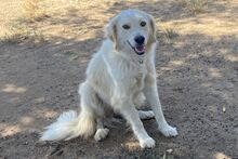 GIADA, Hund, Maremmano-Mix in Italien - Bild 4