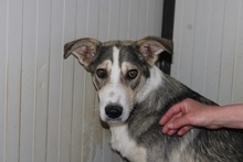 AUGUST, Hund, Siberian Husky-Collie-Mix in Italien