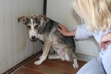 AUGUST, Hund, Siberian Husky-Collie-Mix in Italien - Bild 10