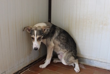 AUGUST, Hund, Siberian Husky-Collie-Mix in Italien - Bild 11