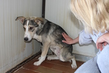 AUGUST, Hund, Siberian Husky-Collie-Mix in Italien - Bild 12