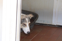 AUGUST, Hund, Siberian Husky-Collie-Mix in Italien - Bild 13