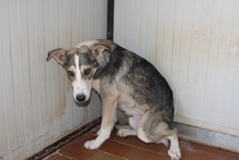 AUGUST, Hund, Siberian Husky-Collie-Mix in Italien - Bild 14